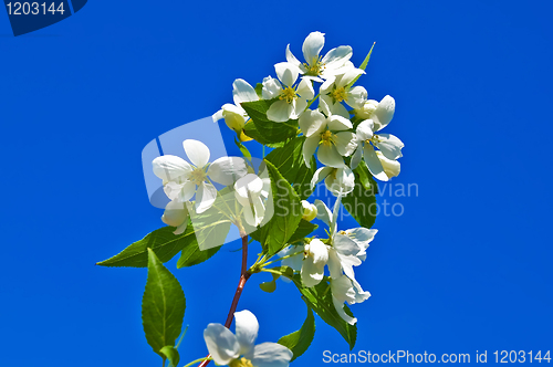 Image of Flowering twig of apple