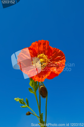 Image of Orange poppies against blue sky