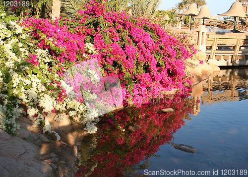 Image of Flowers in Resort Sharm-Al-Sheikh 