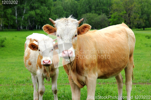 Image of two young bull on green meadow