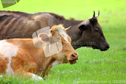 Image of two cows resting on green meadow