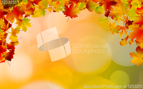 Image of Autumn colored leaves framing. EPS 8
