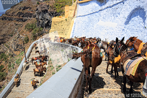 Image of donkeys from Santorini