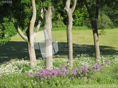 Image of Peaceful meadow