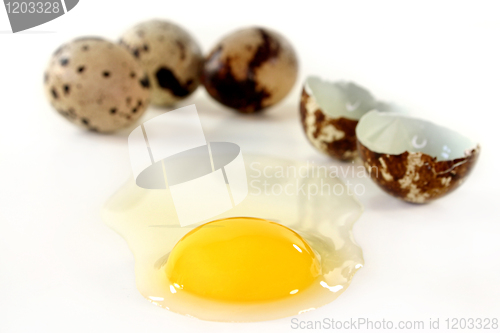 Image of Quail eggs