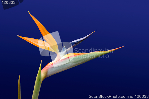 Image of Bird of Paradise 2