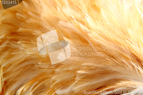 Image of Bright feathers group of some bird 