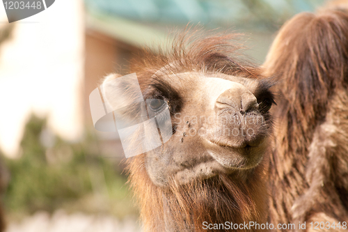 Image of head of a camel