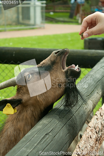 Image of hungry goat