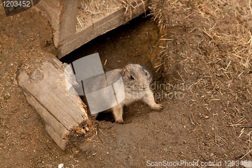 Image of ground squirrel