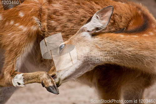 Image of kid of the roe deer