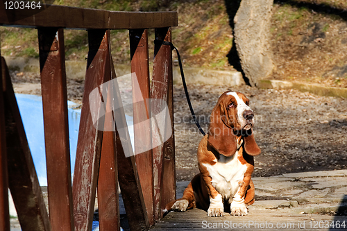 Image of basset hound on wooden bridge