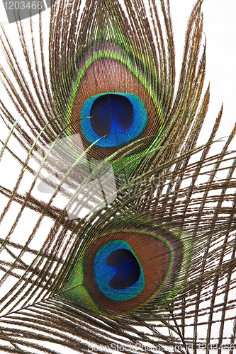 Image of Detail of peacock feather eye