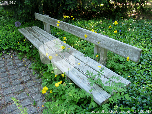 Image of Bench and yellow poppies