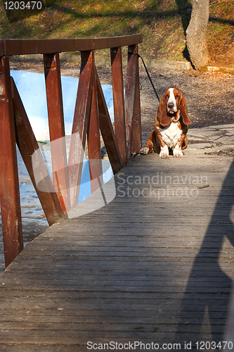 Image of basset hound on wooden bridge