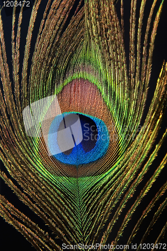 Image of Detail of peacock feather eye