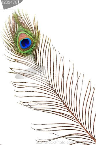 Image of Detail of peacock feather eye