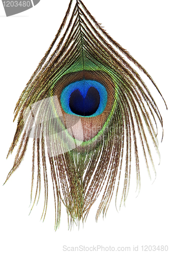 Image of Detail of peacock feather eye