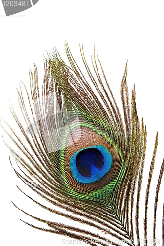 Image of Detail of peacock feather