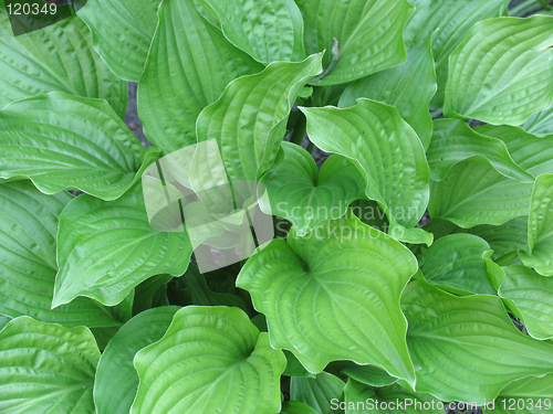 Image of Hosta