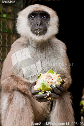 Image of white-headed lemur