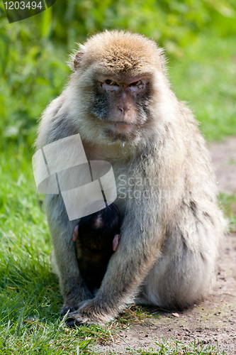 Image of Japanese macaques