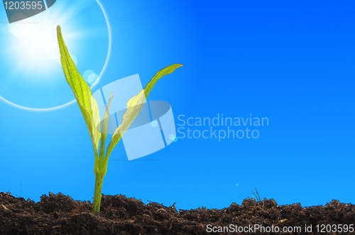 Image of young plant and blue sky