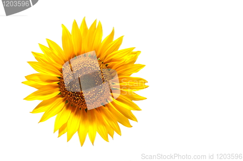 Image of sunflower