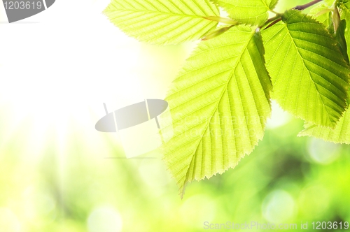 Image of nature