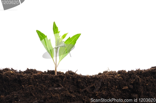 Image of growth
