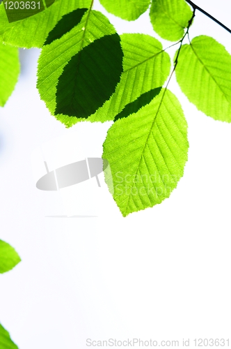 Image of leaves