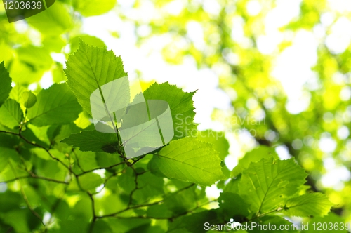 Image of leaves