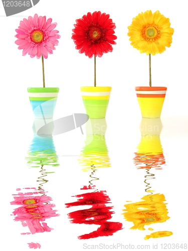 Image of flowers