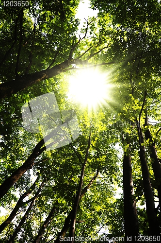 Image of tree
