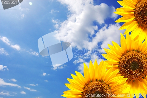 Image of blue sky and sunflower