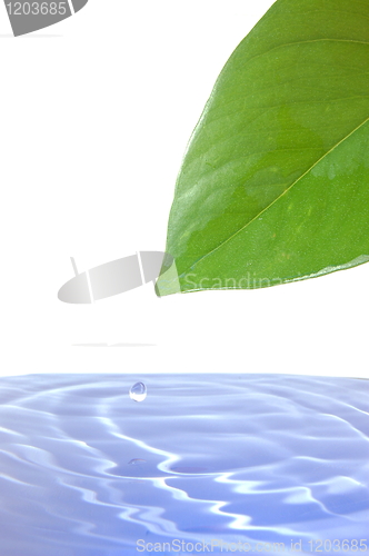 Image of leaf and water
