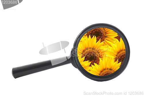 Image of flower