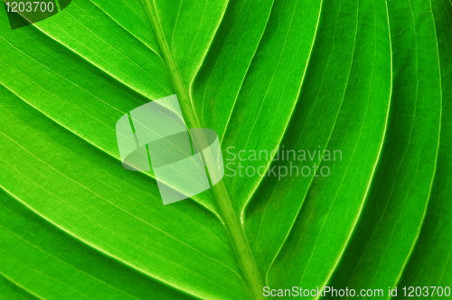 Image of structure of a leaf