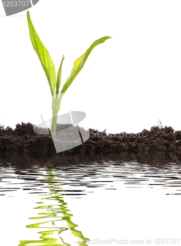 Image of small plant