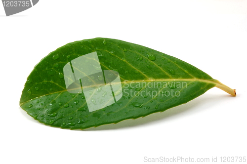 Image of leaf with water drops after rain