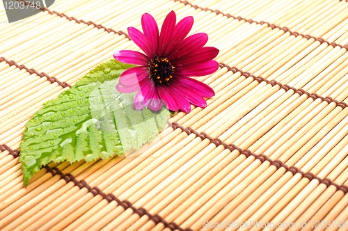 Image of leaf