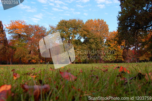 Image of fall in the park with green trees under blue sky