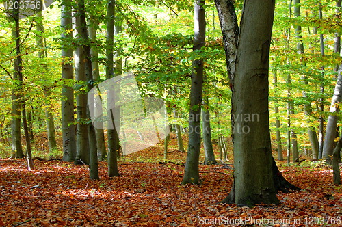 Image of forest and garden with golden leaves at fall