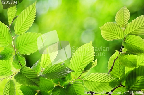 Image of nature