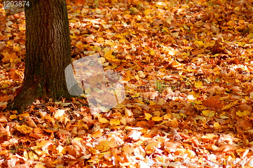 Image of forest and garden with golden leaves at fall