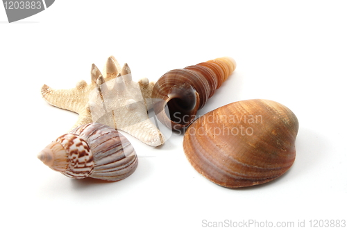 Image of Shell