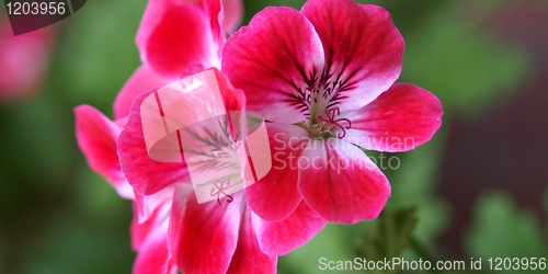 Image of Geranium