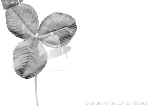 Image of Shamrock