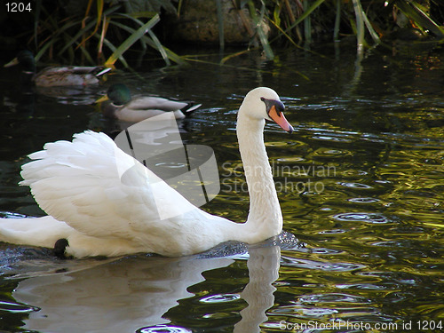 Image of Swan