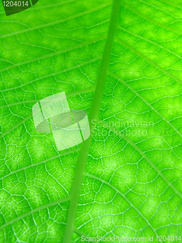 Image of green leaf texture